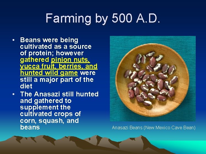 Farming by 500 A. D. • Beans were being cultivated as a source of