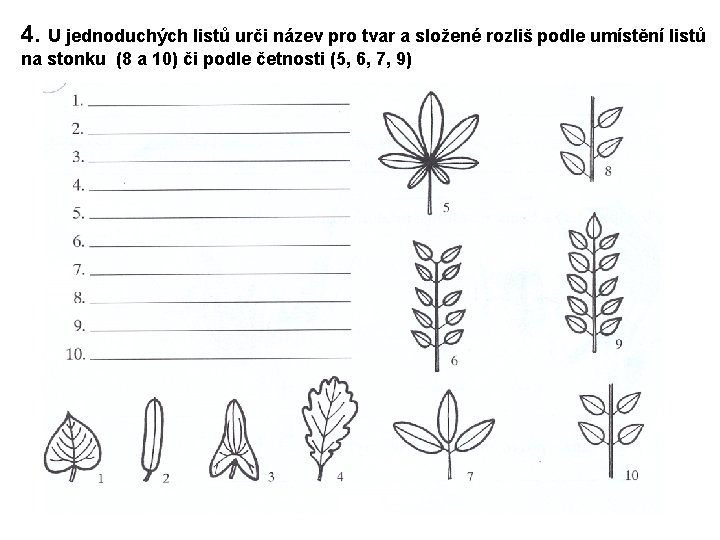 4. U jednoduchých listů urči název pro tvar a složené rozliš podle umístění listů