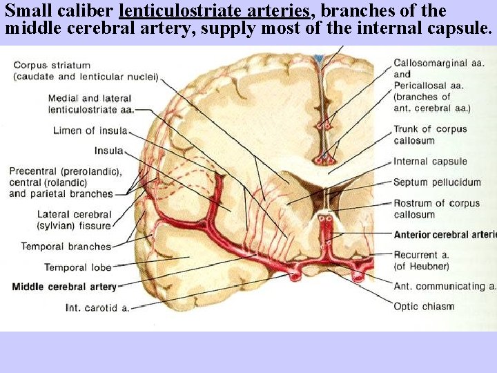 Small caliber lenticulostriate arteries, branches of the middle cerebral artery, supply most of the