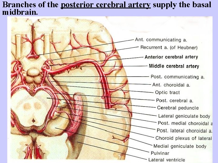 Branches of the posterior cerebral artery supply the basal midbrain. 