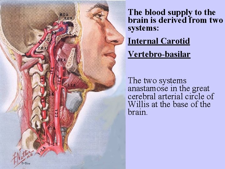 The blood supply to the brain is derived from two systems: Internal Carotid Vertebro-basilar