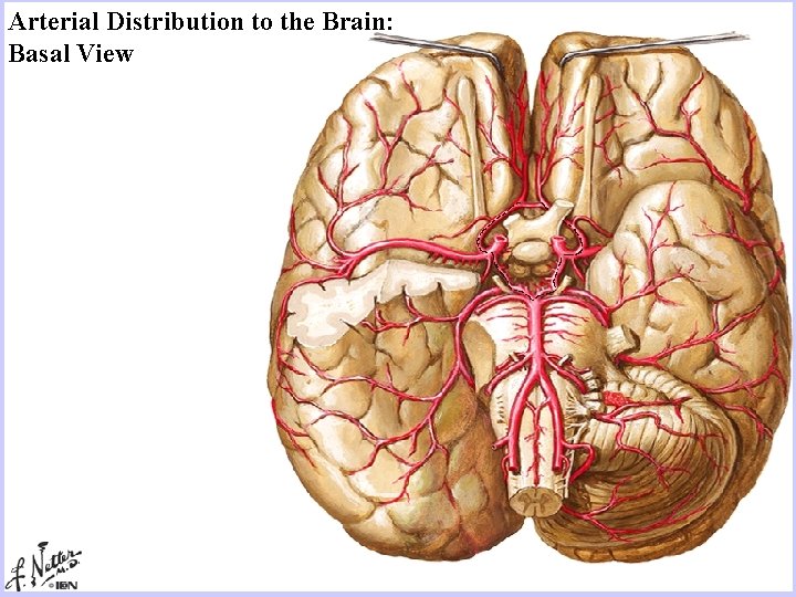 Arterial Distribution to the Brain: Basal View 