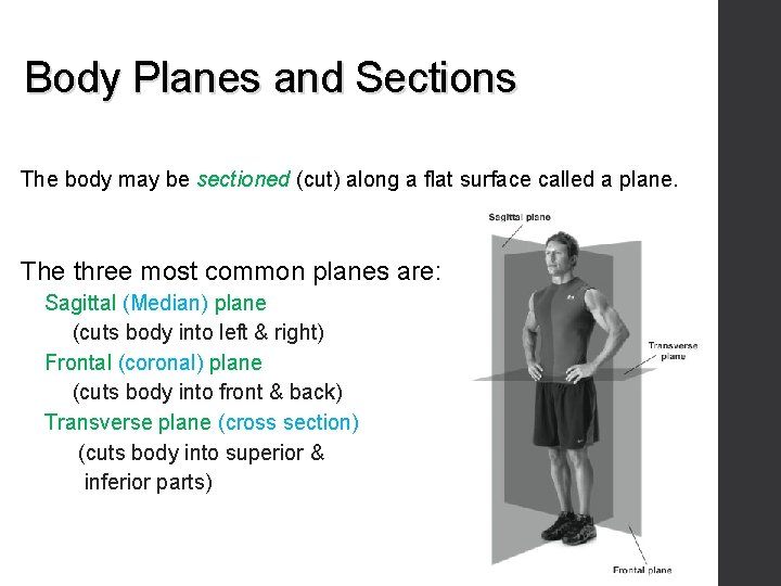 Body Planes and Sections The body may be sectioned (cut) along a flat surface