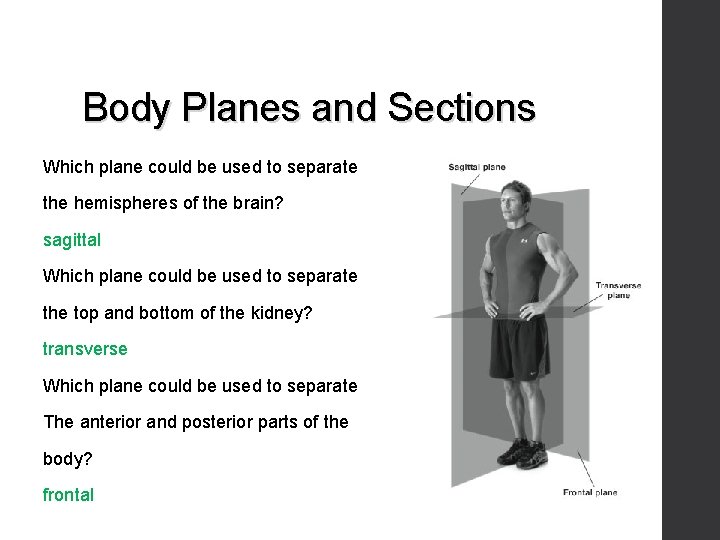 Body Planes and Sections Which plane could be used to separate the hemispheres of