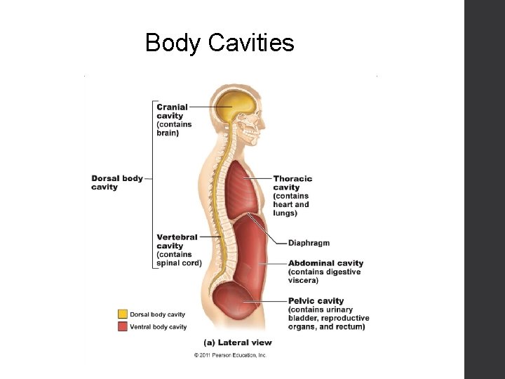 Body Cavities 