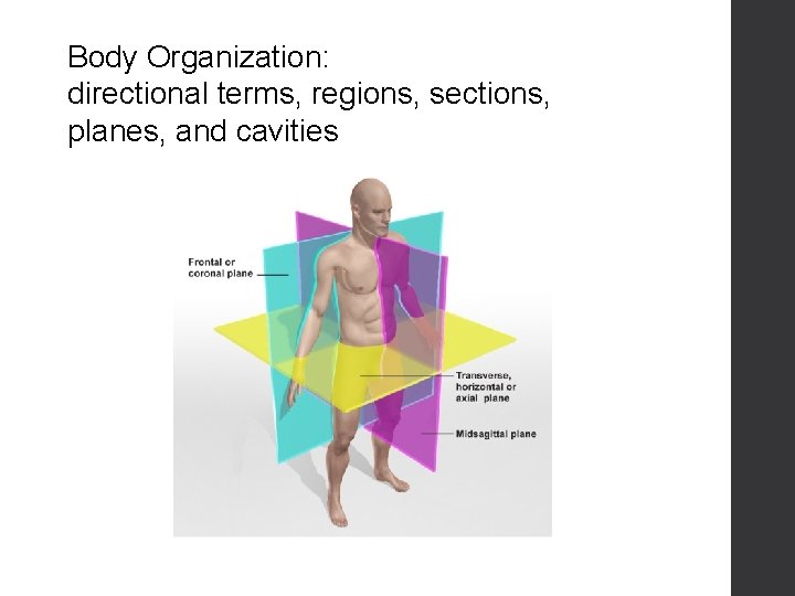 Body Organization: directional terms, regions, sections, planes, and cavities 