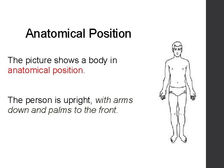 Anatomical Position The picture shows a body in anatomical position. The person is upright,