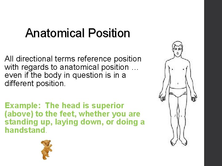 Anatomical Position All directional terms reference position with regards to anatomical position … even