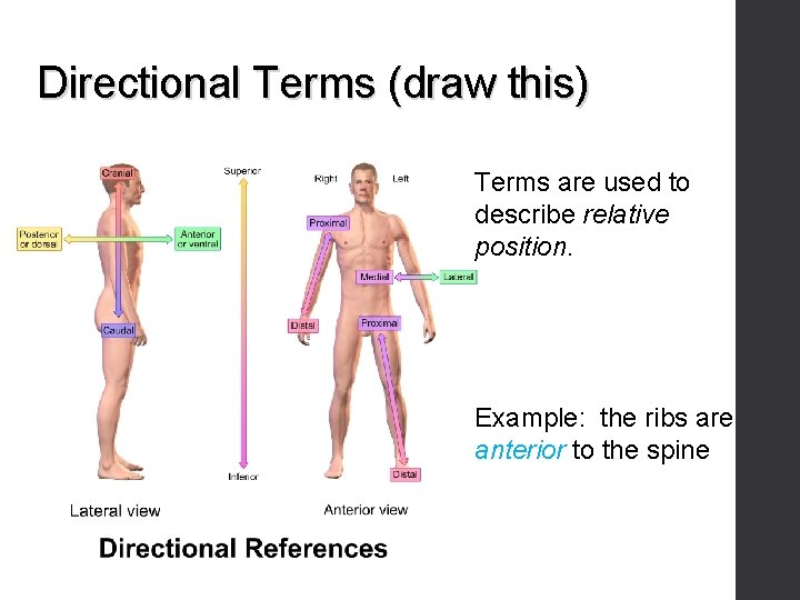 Directional Terms (draw this) Terms are used to describe relative position. Example: the ribs