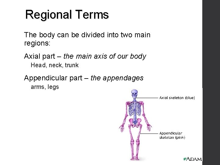 Regional Terms The body can be divided into two main regions: Axial part –