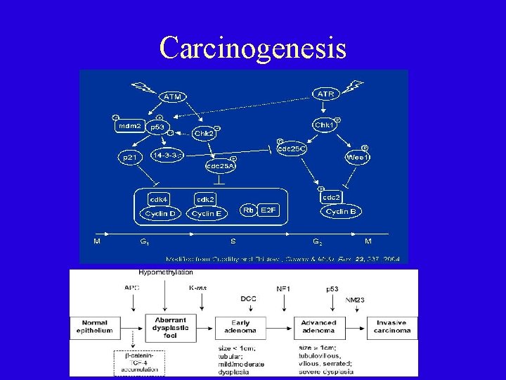 Carcinogenesis 