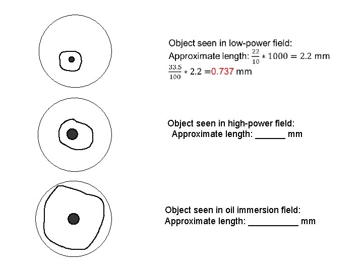  Object seen in high-power field: Approximate length: ______ mm Object seen in oil