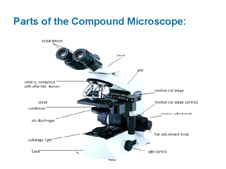 Parts of the Compound Microscope: 