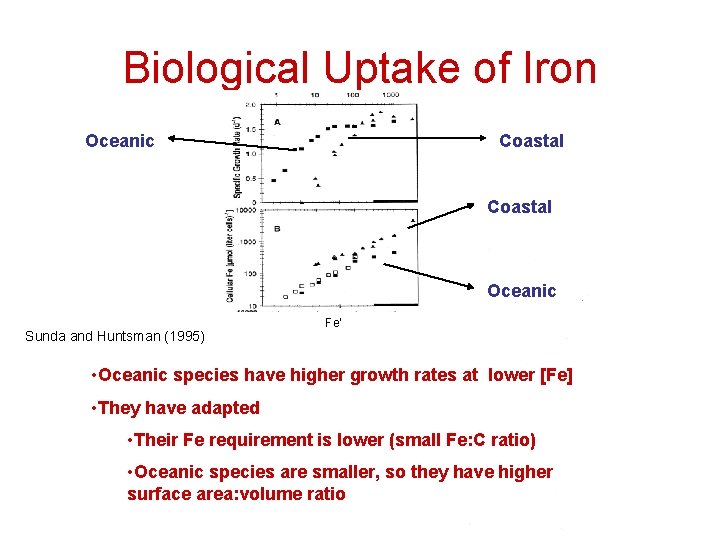 Biological Uptake of Iron Oceanic Coastal Oceanic Sunda and Huntsman (1995) Fe’ • Oceanic