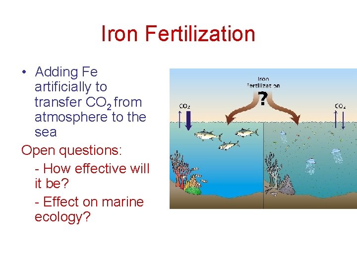 Iron Fertilization • Adding Fe artificially to transfer CO 2 from atmosphere to the