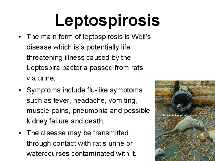 Leptospirosis • The main form of leptospirosis is Weil’s disease which is a potentially