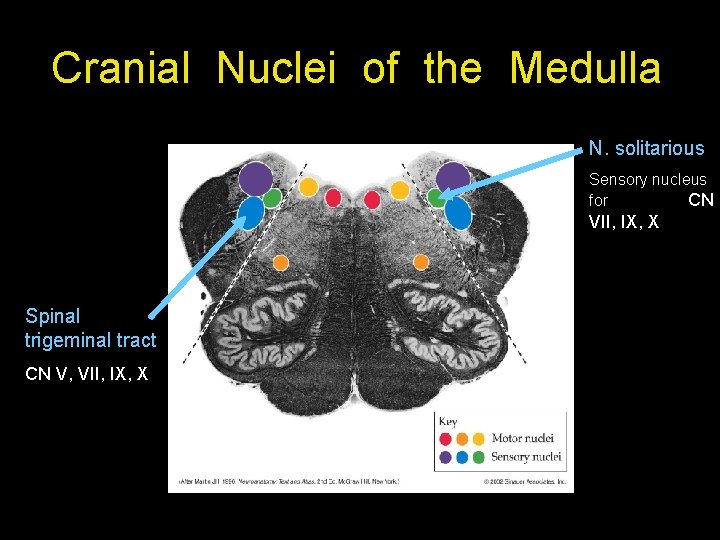 Cranial Nuclei of the Medulla N. solitarious Sensory nucleus for CN VII, IX, X