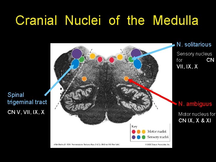 Cranial Nuclei of the Medulla N. solitarious Sensory nucleus for CN VII, IX, X