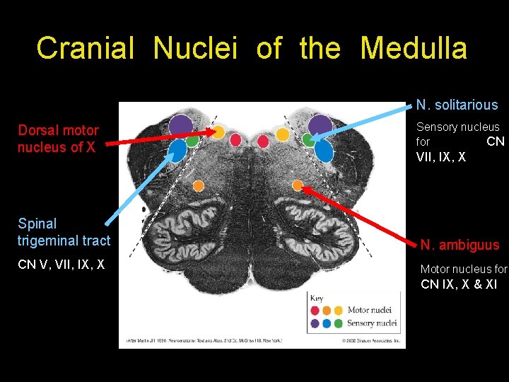 Cranial Nuclei of the Medulla N. solitarious Dorsal motor nucleus of X Sensory nucleus