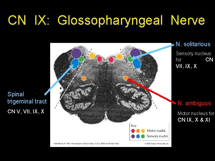 CN IX: Glossopharyngeal Nerve N. solitarious Sensory nucleus for CN VII, IX, X Spinal