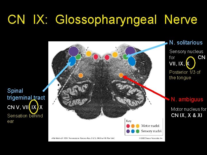 CN IX: Glossopharyngeal Nerve N. solitarious Sensory nucleus for CN VII, IX, X Posterior