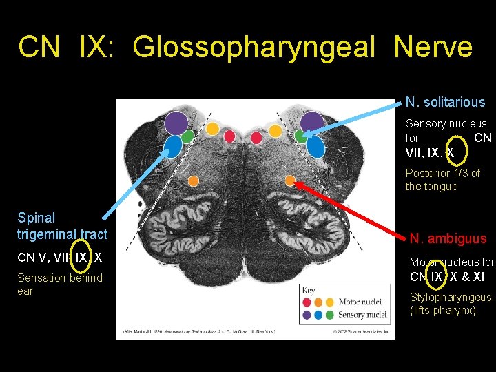 CN IX: Glossopharyngeal Nerve N. solitarious Sensory nucleus for CN VII, IX, X Posterior