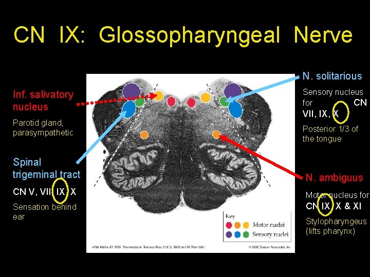 CN IX: Glossopharyngeal Nerve N. solitarious Inf. salivatory nucleus Parotid gland, parasympathetic Sensory nucleus