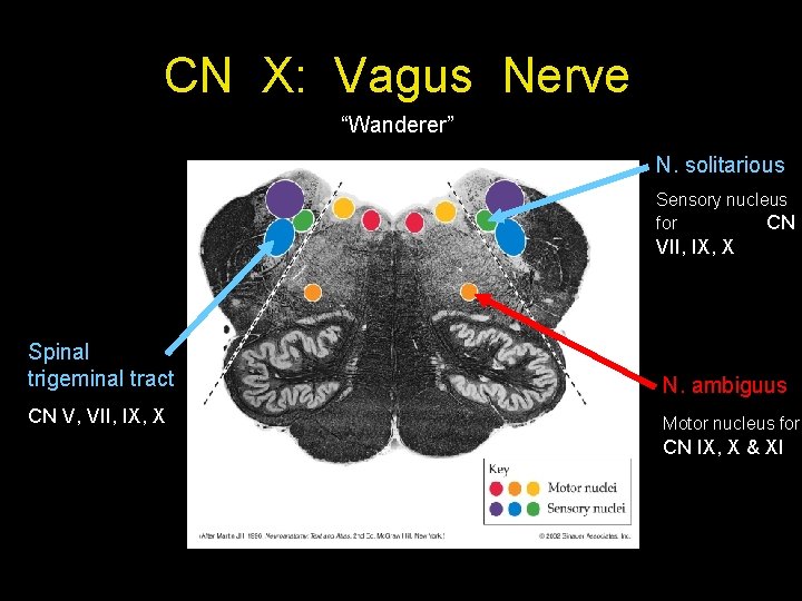 CN X: Vagus Nerve “Wanderer” N. solitarious Sensory nucleus for CN VII, IX, X