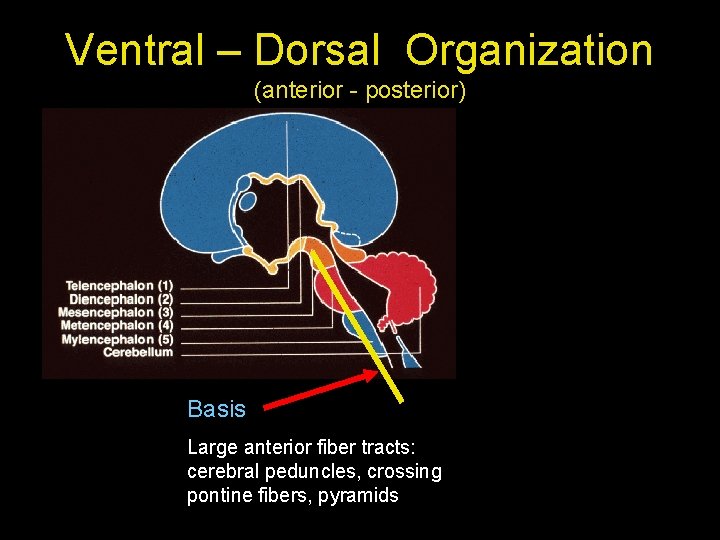 Ventral – Dorsal Organization (anterior - posterior) Basis Large anterior fiber tracts: cerebral peduncles,