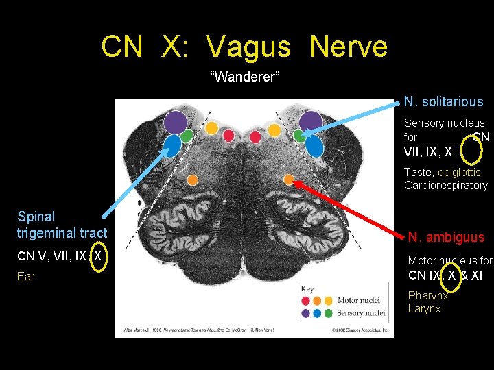 CN X: Vagus Nerve “Wanderer” N. solitarious Sensory nucleus for CN VII, IX, X