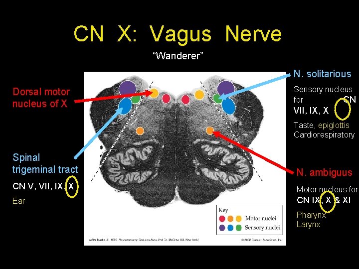 CN X: Vagus Nerve “Wanderer” N. solitarious Dorsal motor nucleus of X Sensory nucleus