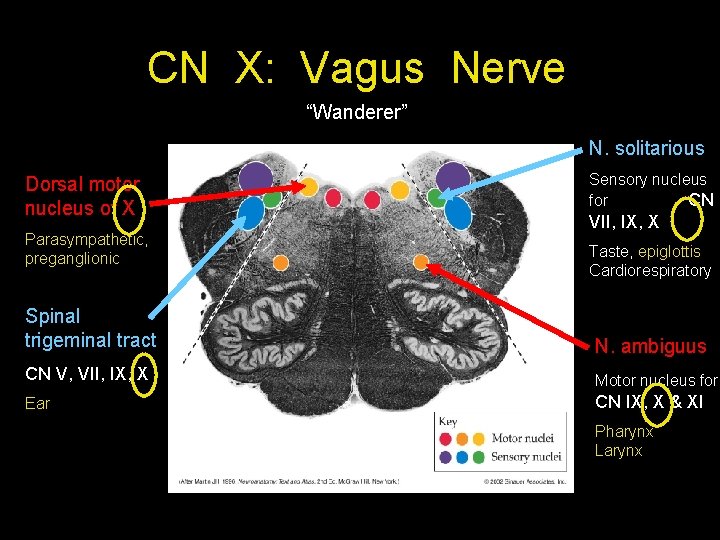 CN X: Vagus Nerve “Wanderer” N. solitarious Dorsal motor nucleus of X Parasympathetic, preganglionic