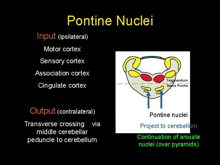 Pontine Nuclei Input (ipsilateral) Motor cortex Sensory cortex Association cortex Cingulate cortex Output (contralateral)