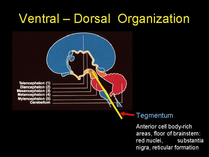 Ventral – Dorsal Organization Tegmentum Anterior cell body-rich areas, floor of brainstem: red nuclei,