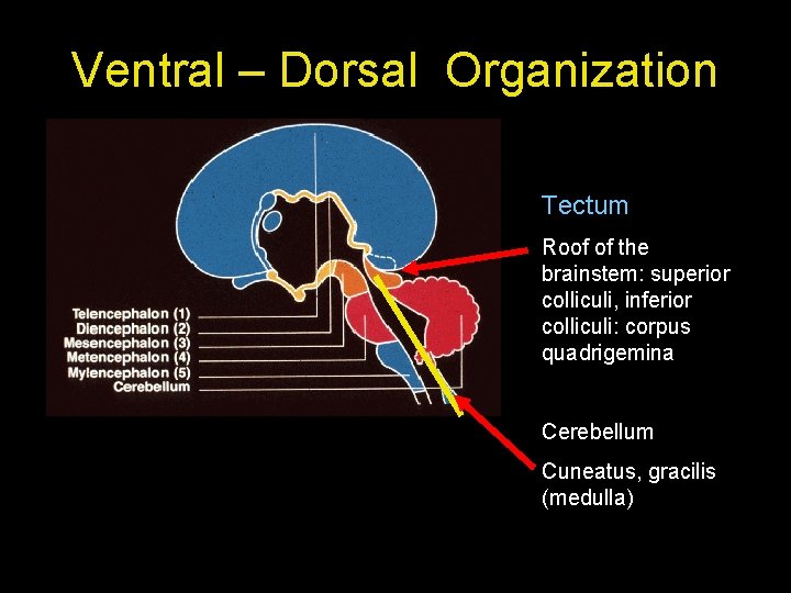 Ventral – Dorsal Organization Tectum Roof of the brainstem: superior colliculi, inferior colliculi: corpus