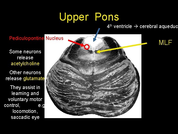 Upper Pons 4 th ventricle cerebral aqueduct Pediculopontine Nucleus Some neurons release acetylcholine Other