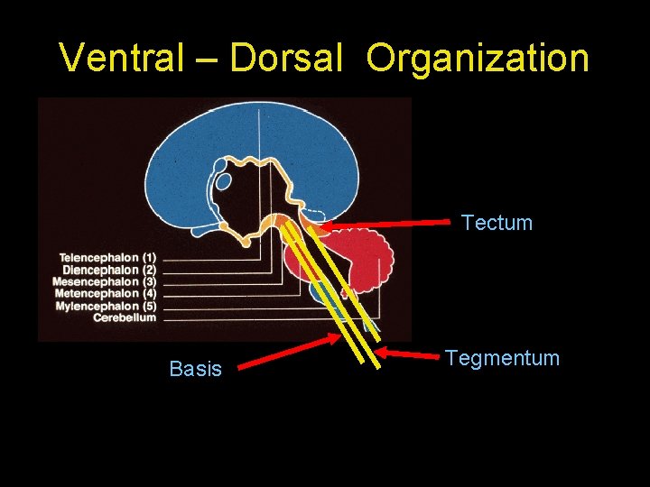 Ventral – Dorsal Organization Tectum Basis Tegmentum 