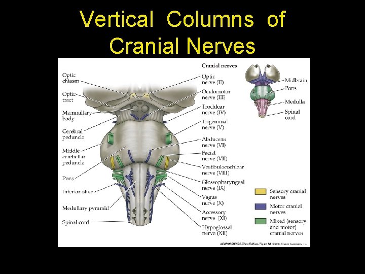 Vertical Columns of Cranial Nerves 