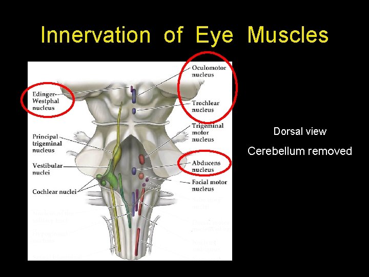 Innervation of Eye Muscles Dorsal view Cerebellum removed 