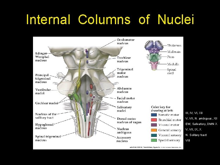 Internal Columns of Nuclei III, IV, VI, XII V, VII, N. ambiguus, XII EW,