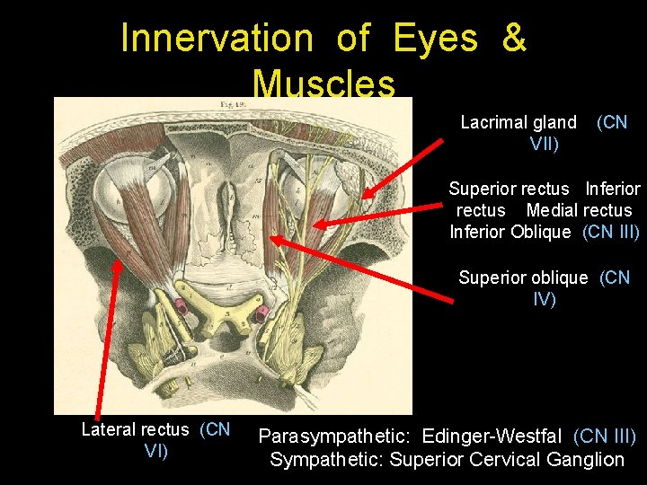 Innervation of Eyes & Muscles Lacrimal gland VII) (CN Superior rectus Inferior rectus Medial