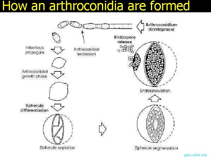 How an arthroconidia are formed gsbs. utmb. edu 