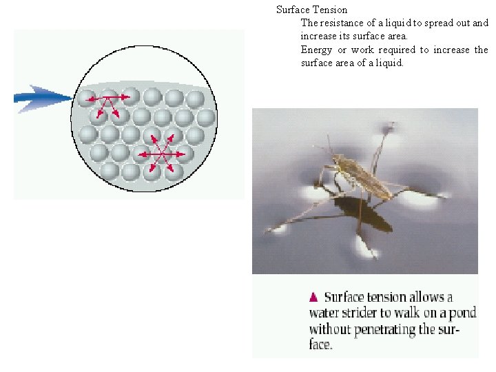 Surface Tension The resistance of a liquid to spread out and increase its surface