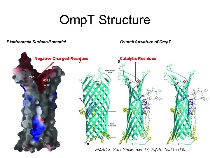 Omp. T Structure Electrostatic Surface Potential Negative Charged Residues Overall Structure of Omp. T