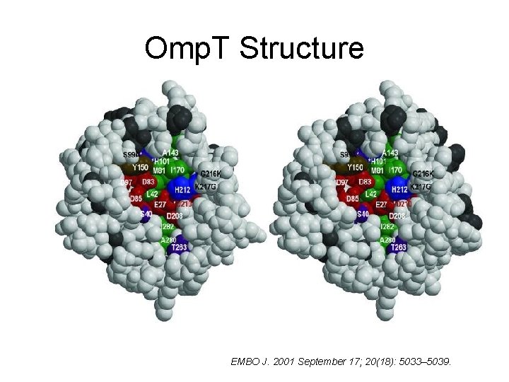 Omp. T Structure EMBO J. 2001 September 17; 20(18): 5033– 5039. Omp. T Structure EMBO J. 2001 September 17; 20(18): 5033– 5039.