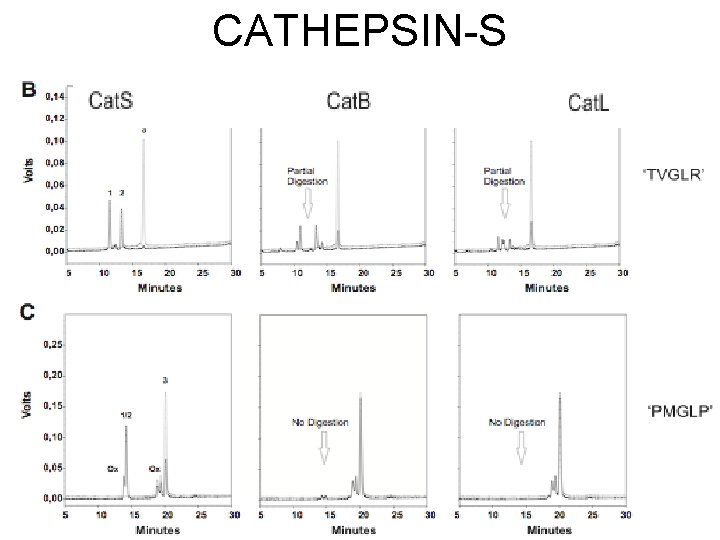 CATHEPSIN-S 