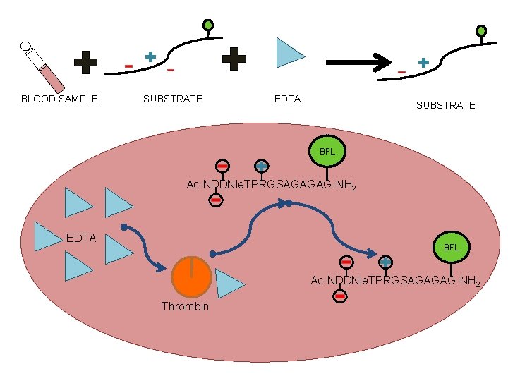 BLOOD SAMPLE SUBSTRATE EDTA SUBSTRATE BFL Ac-NDDNle. TPRGSAGAGAG-NH 2 EDTA BFL Ac-NDDNle. TPRGSAGAGAG-NH 2