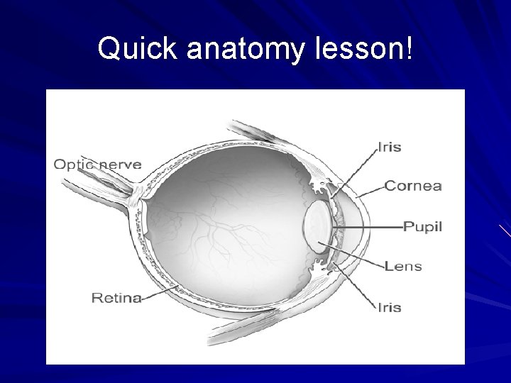 Quick anatomy lesson! 