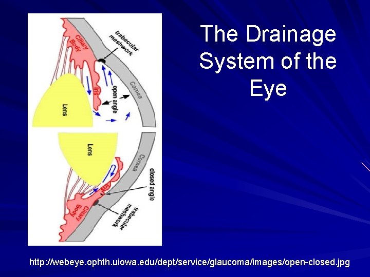The Drainage System of the Eye http: //webeye. ophth. uiowa. edu/dept/service/glaucoma/images/open-closed. jpg 