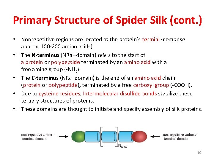 Primary Structure of Spider Silk (cont. ) • Nonrepetitive regions are located at the